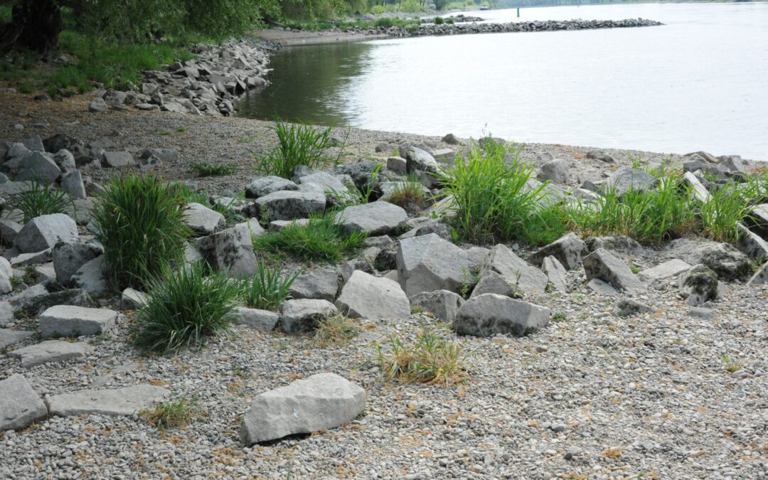 Unser Gassigehen an der Donau