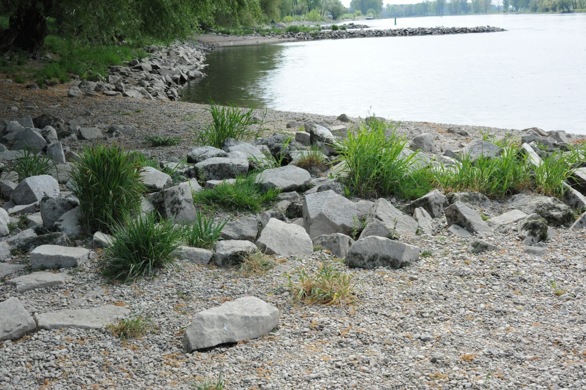 DSC_2522 Flusslauf Niederalteich