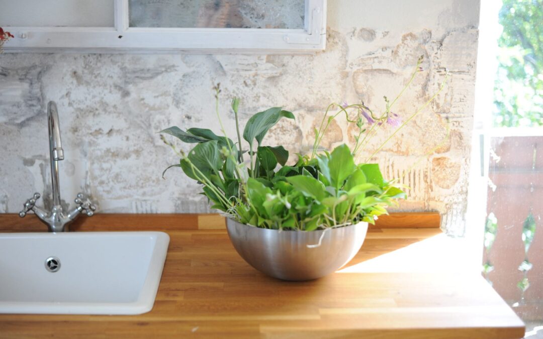 Funkien – Unser absolutes Lieblingsgewächs in unserem Garten