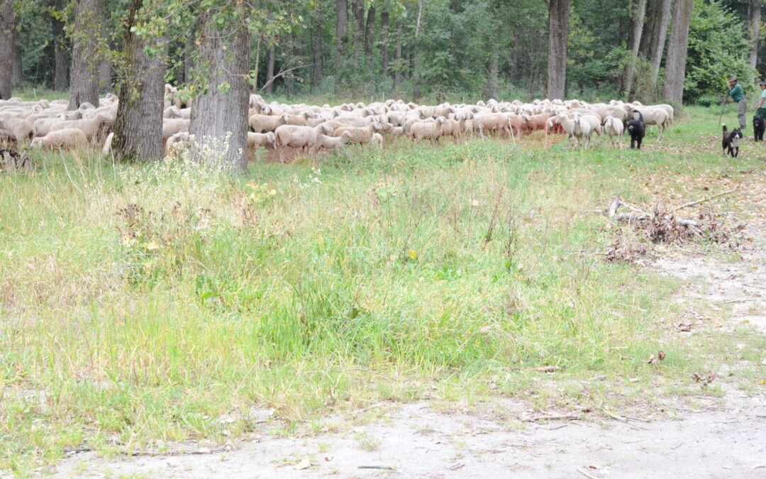 Das morgendliche Gassi gehen