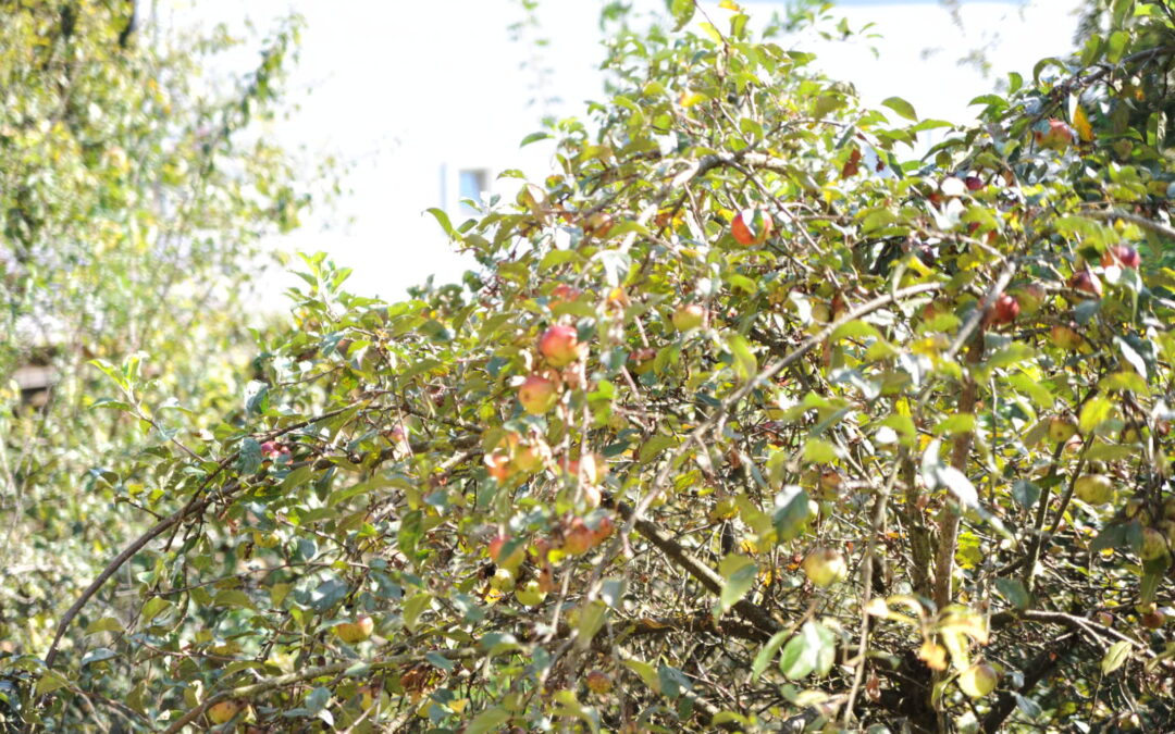 Herbstzeit – Apfelzeit