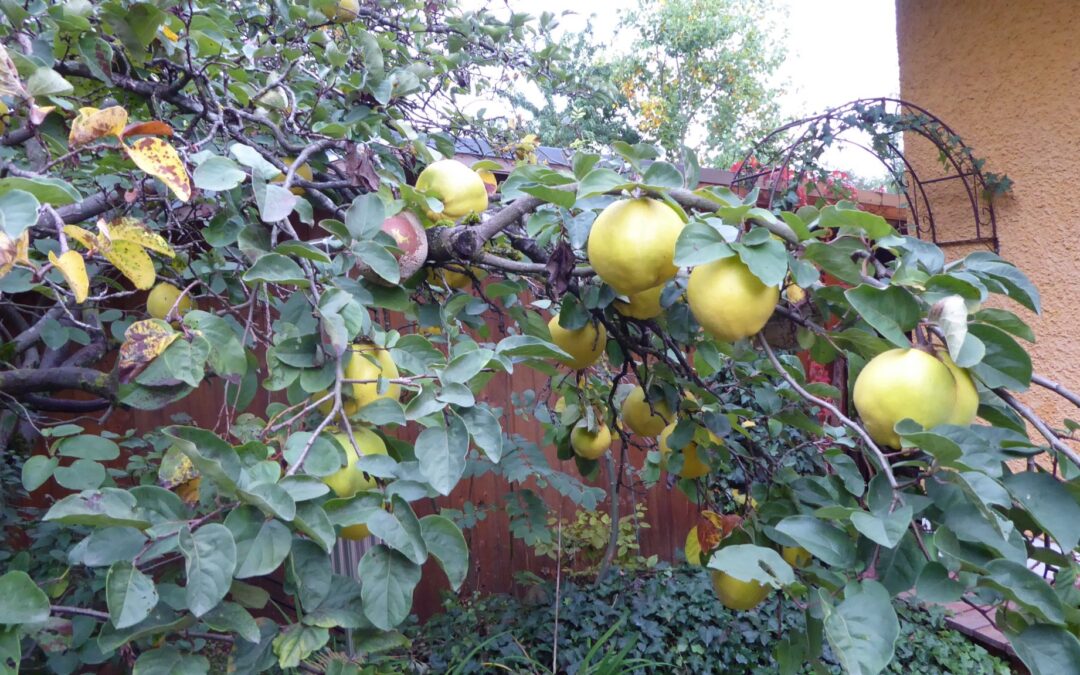 ich mag keine Quitten