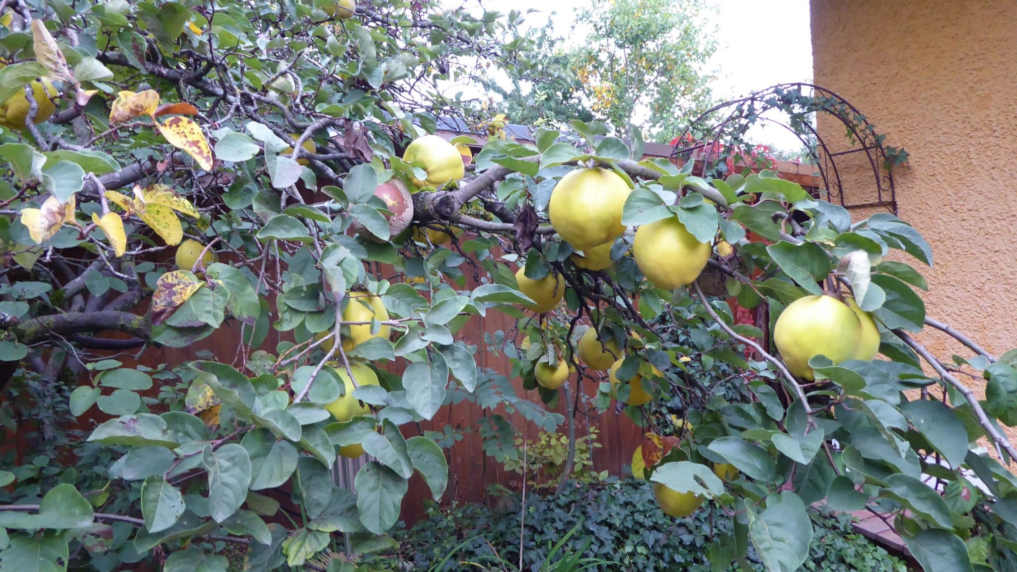 P1010706 Quittenbaum