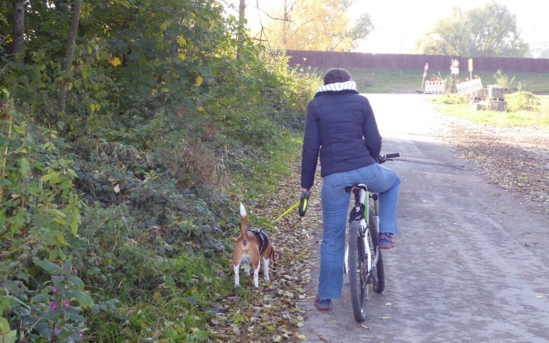 Mord  an der Donau :-)